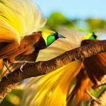 Burung Eksotis Hasil Perkawinan Silang, Dari Indonesia Ke Dunia