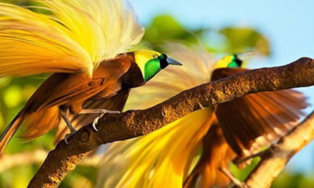 Burung Eksotis Hasil Perkawinan Silang, Dari Indonesia Ke Dunia