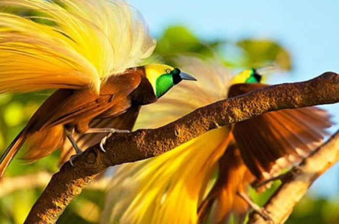 Burung Eksotis Hasil Perkawinan Silang, Dari Indonesia Ke Dunia