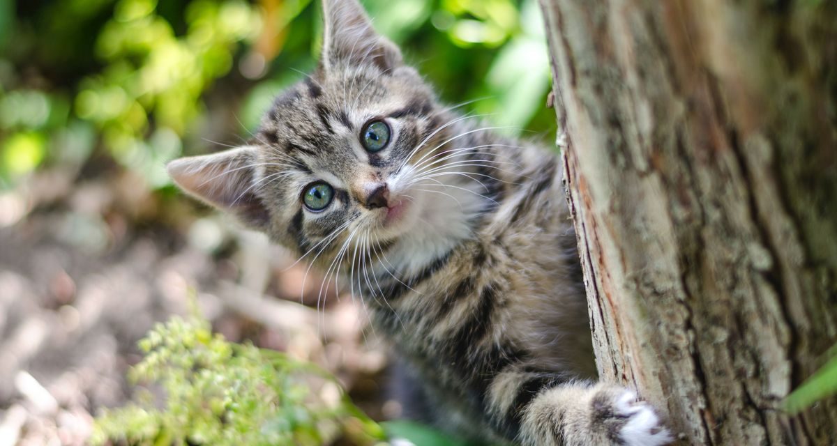 Penyebab Kucing Kabur Dan Cara Agar Mereka Betah Di Rumah