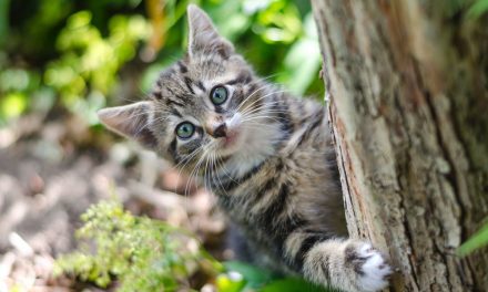 Penyebab Kucing Kabur Dan Cara Agar Mereka Betah Di Rumah