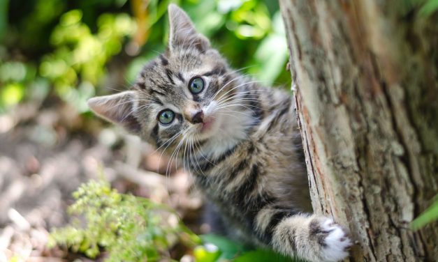 Penyebab Kucing Kabur Dan Cara Agar Mereka Betah Di Rumah