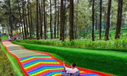 Menyatu Dengan Alam: Liburan Unik Di Hutan Pinus Tropis