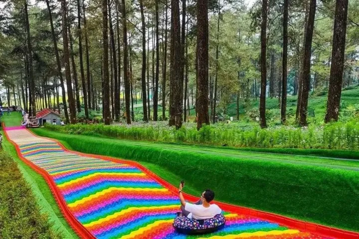 Menyatu Dengan Alam: Liburan Unik Di Hutan Pinus Tropis