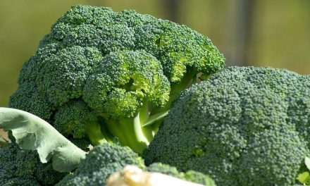 Brokoli Di Goreng, Superfood Ini Tetap Bergizi Atau Tidak?